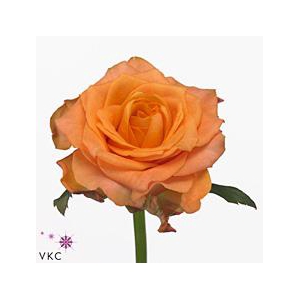 Rosa large twilight