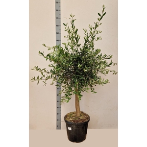 OLEA EUROPAEA