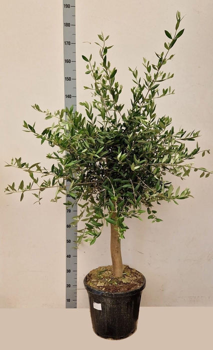 <h4>OLEA EUROPAEA</h4>