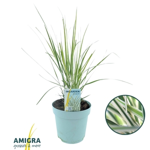 Calamagrostis accutiflora 'Overdam'