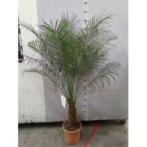 Phoenix roebelenii