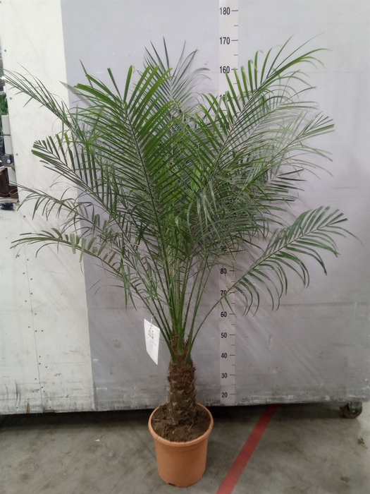 <h4>Phoenix roebelenii</h4>
