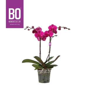 PHAL OPTI FUNDA MAXIMA 2 SPIKE P15