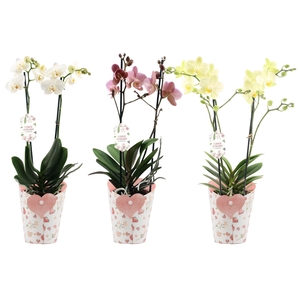 Phal. 2 spike Flower Symphony Mix in Potcover Hart