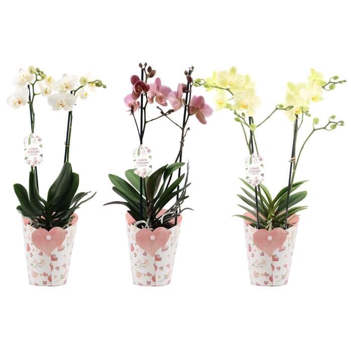 <h4>Phal. 2 spike Flower Symphony Mix in Potcover Hart</h4>