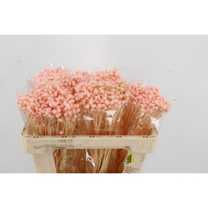 DF Berina Pink Bs