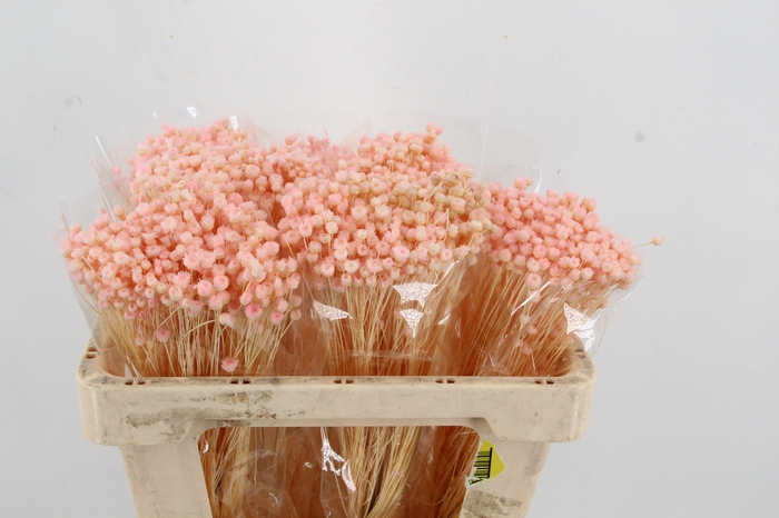 <h4>DF Berina Pink Bs</h4>