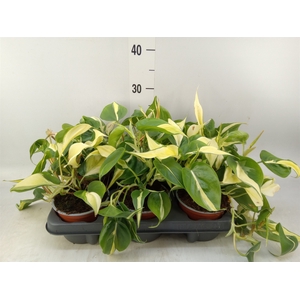 Philodendron scand.