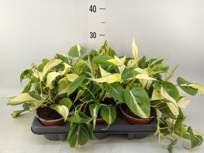 <h4>Philodendron scand.</h4>