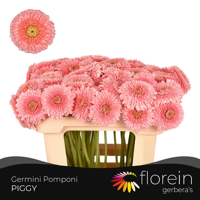 <h4>GE MB POMPONI PIGGY</h4>