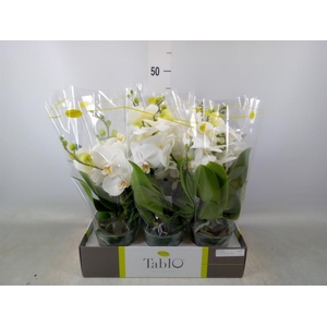 Phalaenopsis   ...white