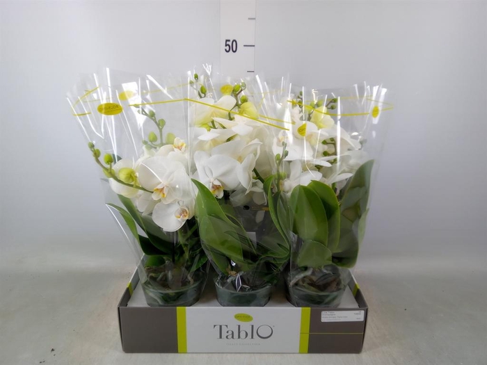 <h4>Phalaenopsis   ...white</h4>