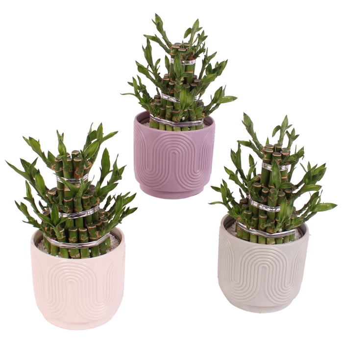 <h4>Lucky Bamboo Shape Round 3B Ø14cm Ceramic SE571</h4>