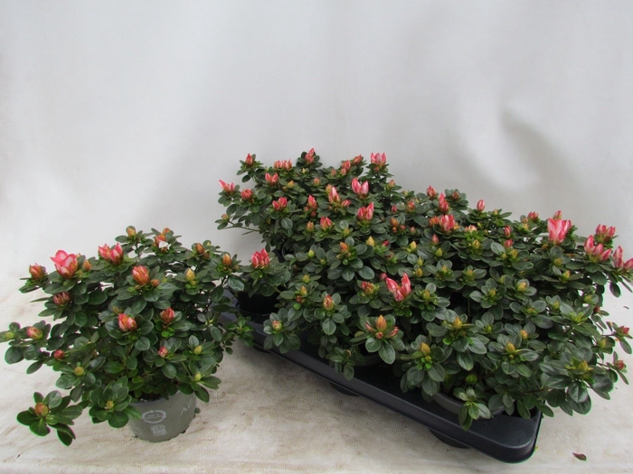 <h4>Rhododendron (Sim. Fluostern</h4>