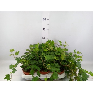 Hedera helix 'Brigitte'