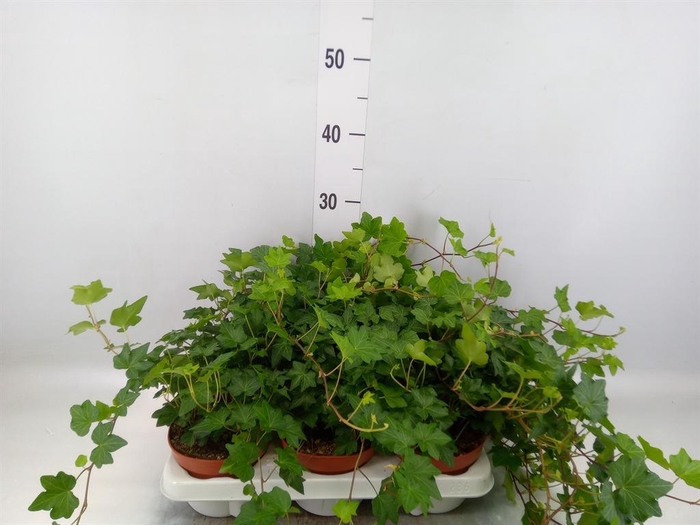 <h4>Hedera helix 'Brigitte'</h4>