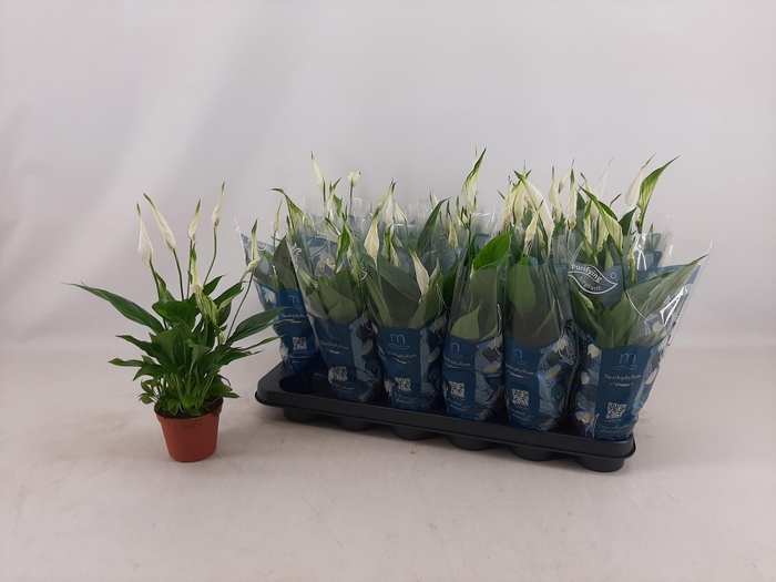 <h4>SPATH CHOPIN</h4>