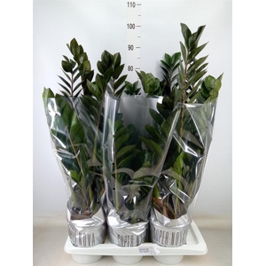 Zamioculcas zamiifolia 'Super Nova'