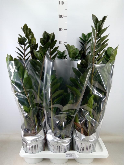 <h4>Zamioculcas zamiifolia 'Super Nova'</h4>