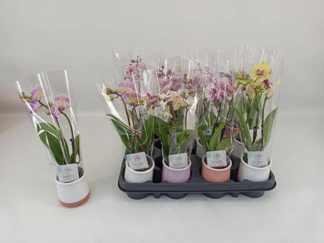 <h4>PHAL MINI</h4>