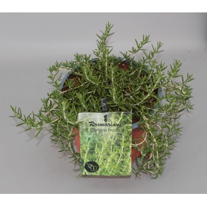 Rosmarinus officinalis 'Prostatus' C2