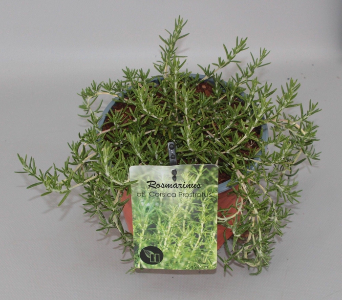 <h4>Rosmarinus officinalis 'Prostatus' C2</h4>
