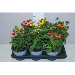 Echinacea Mooodz Gemengd
