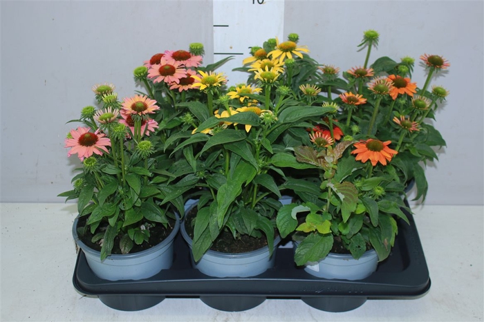 <h4>Echinacea Mooodz Gemengd</h4>