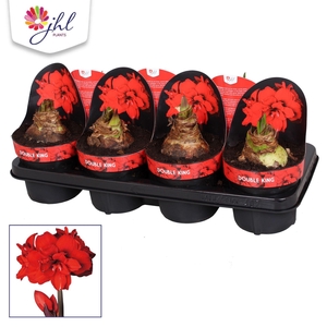 Hippeastrum (Double Gal. Grp) Double King