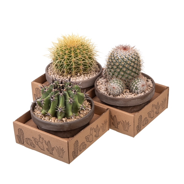 <h4>MIX CACTUS IN TERRACOTTA BOWL Ø 15 - CARDBOARD BOX 15X15 CM (CACTUS)</h4>