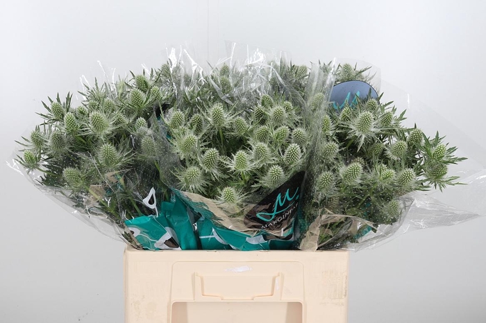 <h4>Eryn Gemini Questar</h4>