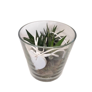 Arrangement Cil. verre
