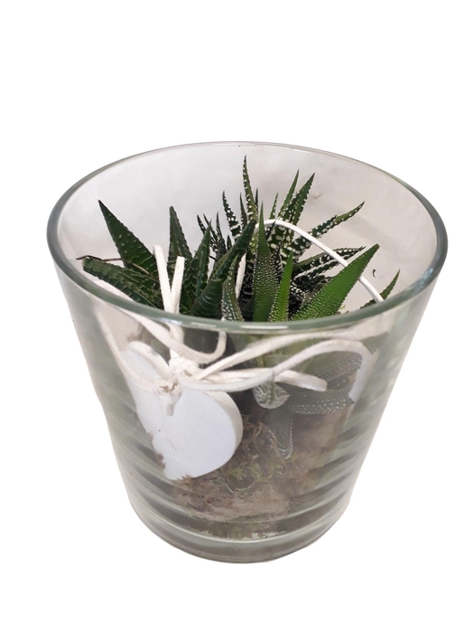 <h4>Arrangement Cil. verre</h4>