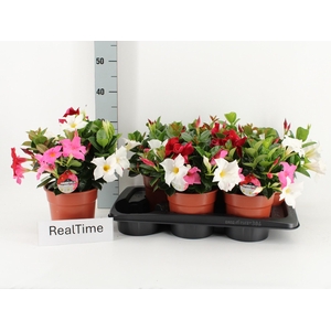 MANDEVILLA OV