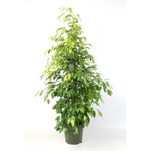 FICUS benjamina Reginald