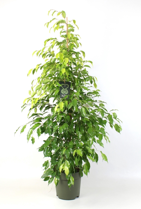 <h4>FICUS benjamina Reginald</h4>