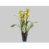 CYMBIDIUM P18 AMARELO MIN 3 HT
