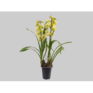 CYMBIDIUM P18 AMARELO MIN 3 HT