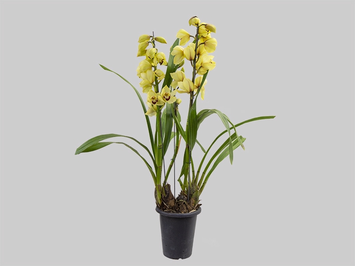 <h4>CYMBIDIUM P18 AMARELO MIN 3 HT</h4>