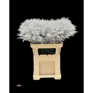 Solidago Silver 80cm