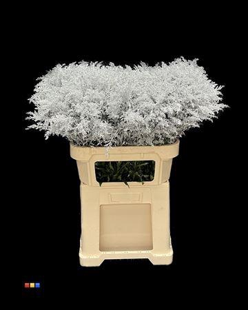 Solidago Silver 80cm