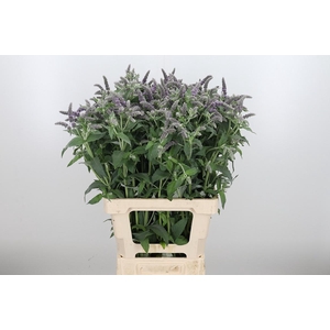 Mentha Silver Queen