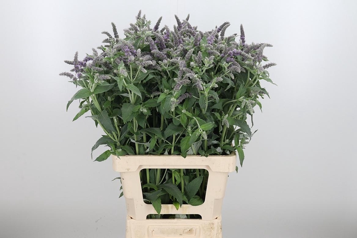 <h4>Mentha Silver Queen</h4>