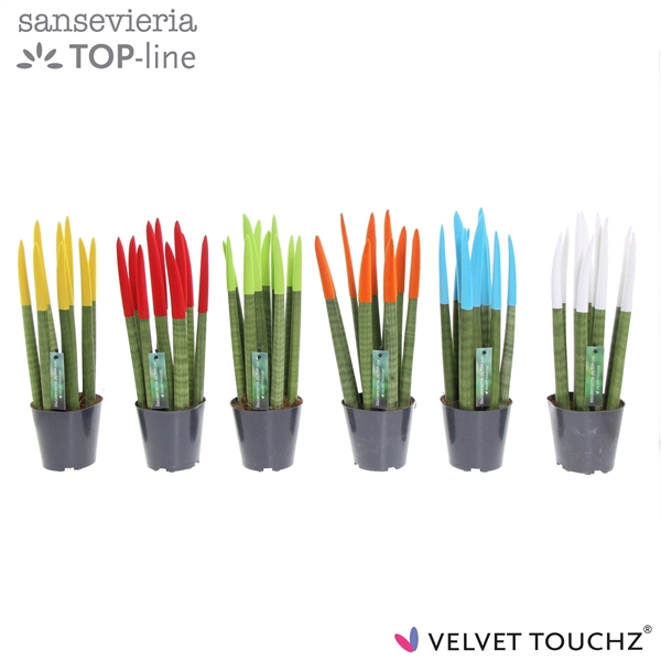 <h4>Sansevieria VELVET TOUCHZ® Mix P12</h4>