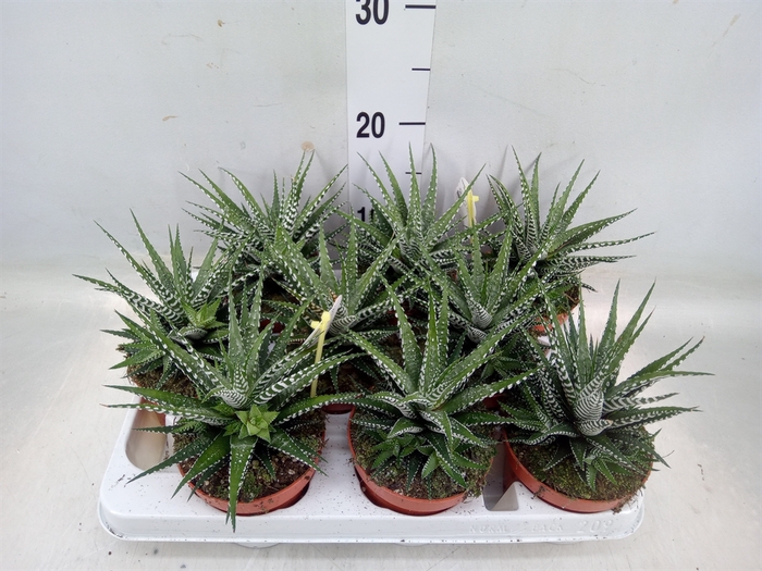 <h4>Haworthia fasciala 'Big Band'</h4>