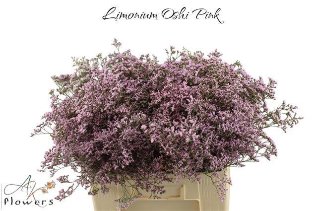 <h4>LIM SAF OSHI PINK</h4>