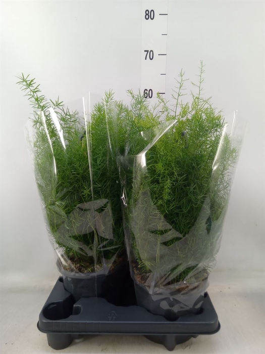 <h4>Asparagus dens. 'Sprengeri'</h4>