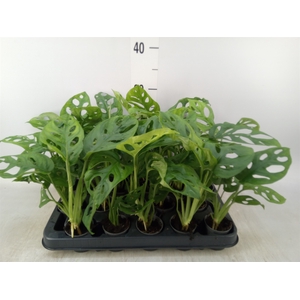 Monstera obliqua 'Monkey Mask'