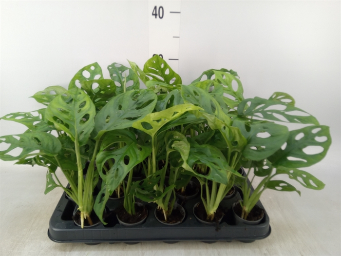 <h4>Monstera obliqua 'Monkey Mask'</h4>