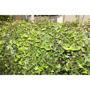 CALLISIA C21
